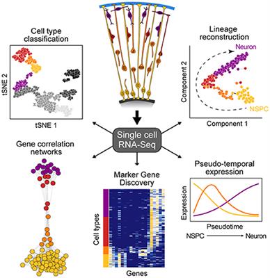 ShinyCortex: Exploring Single-Cell Transcriptome Data From the Developing Human Cortex